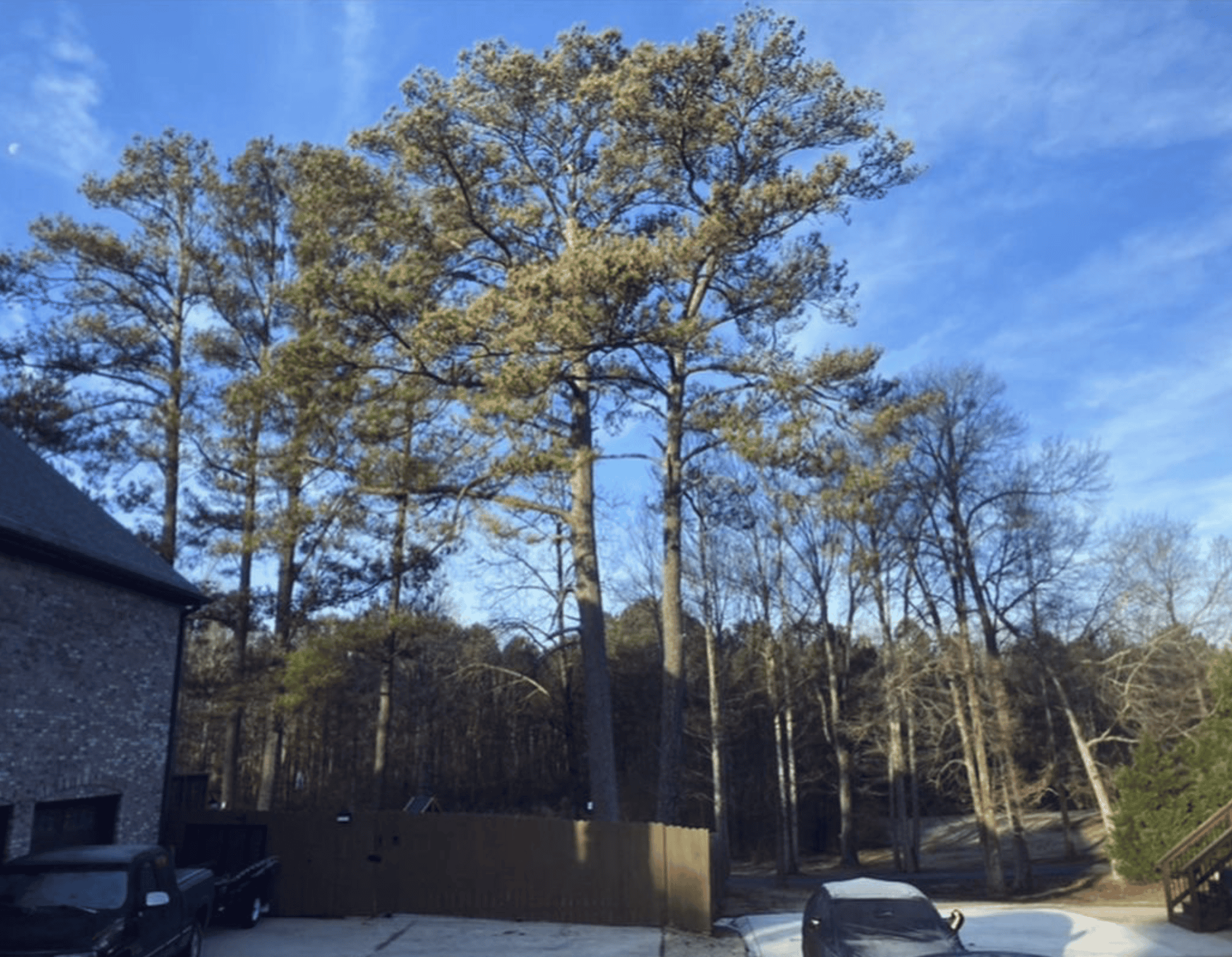 Kindom Tree Cuts Worker Pine Trees