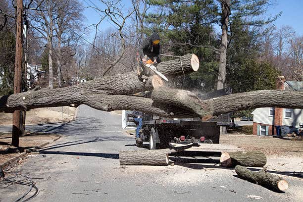 Trees Being Removed Emergency