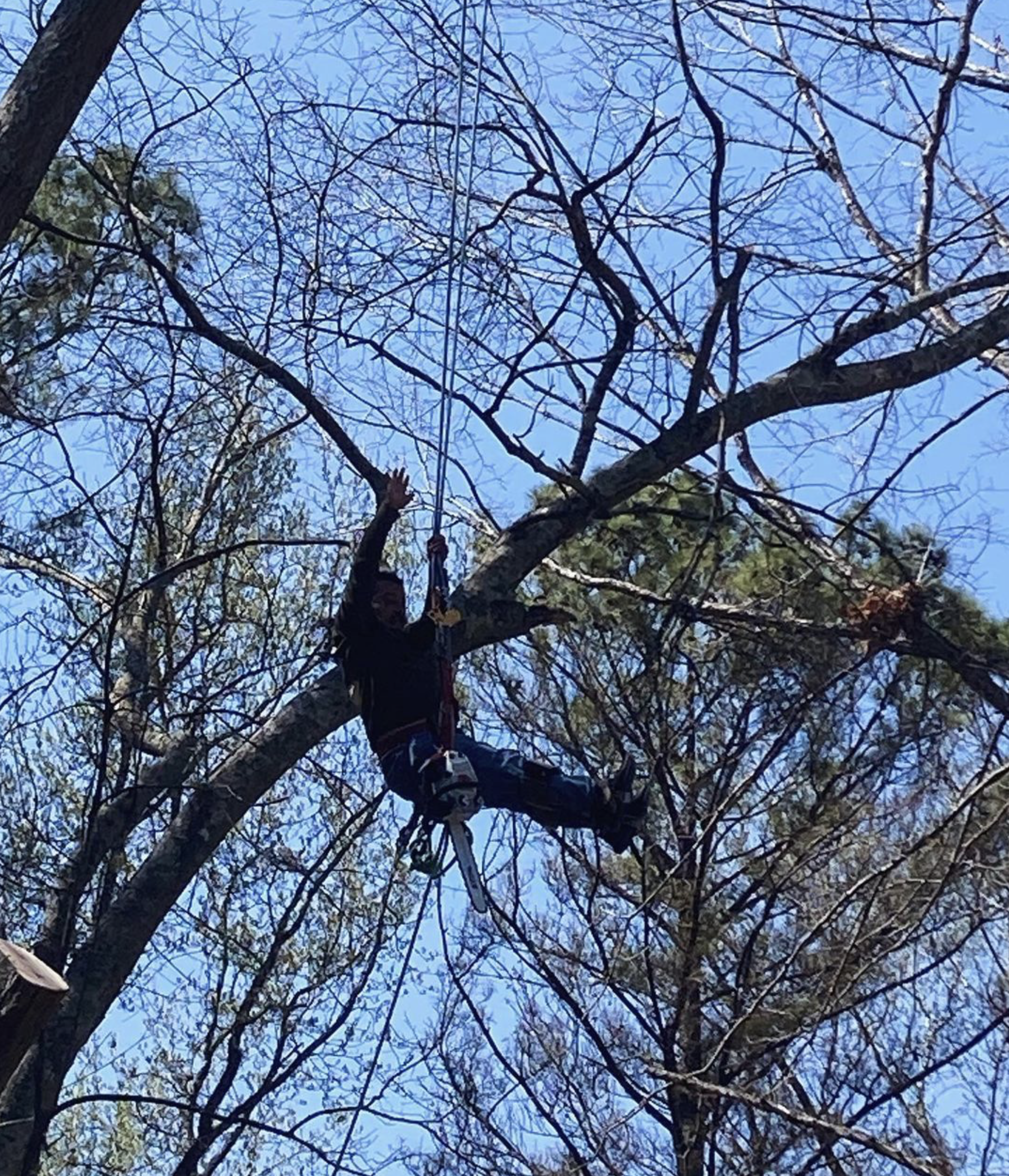 Kindom Tree Cuts Worker in Tree