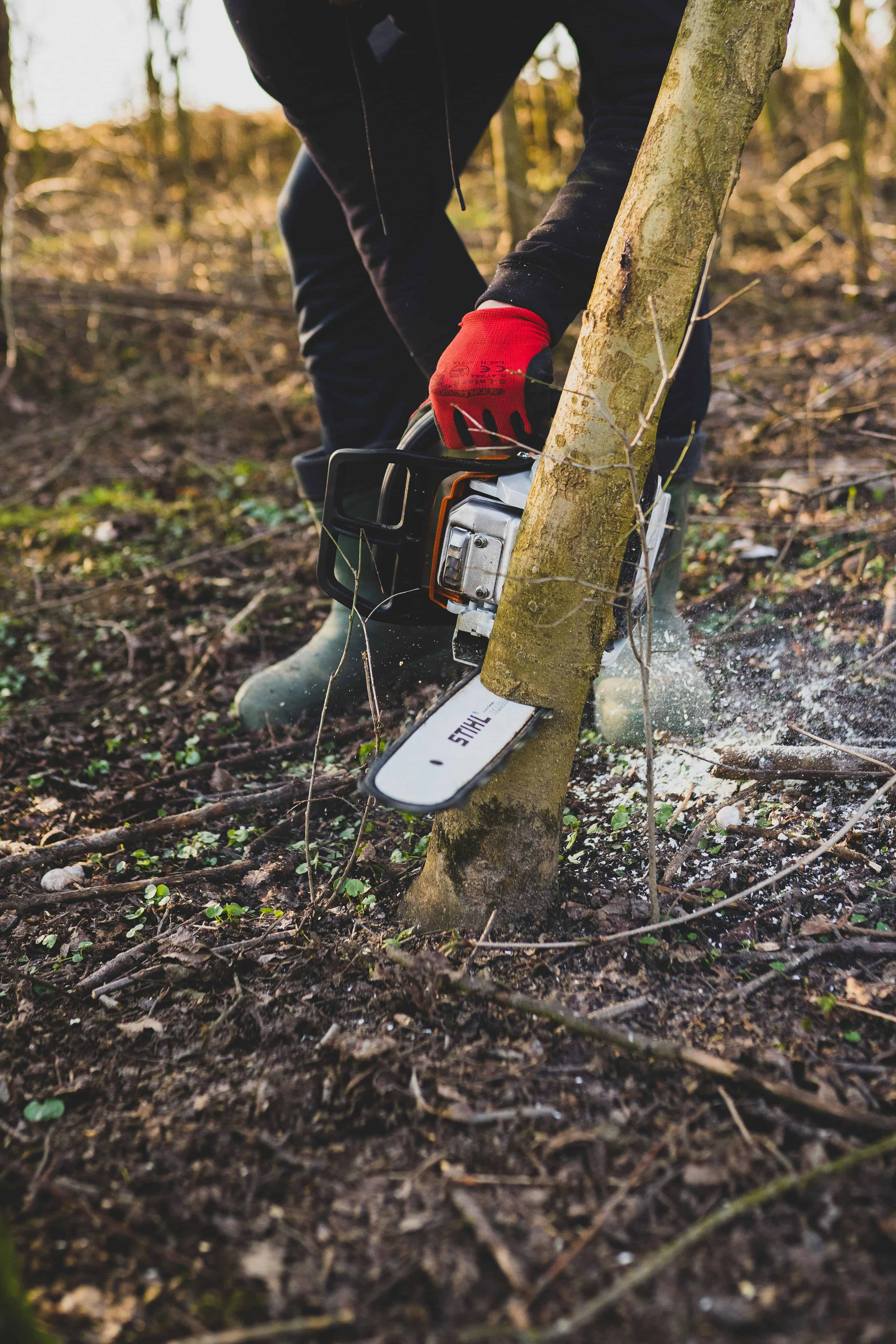 Worker Cutting Tree