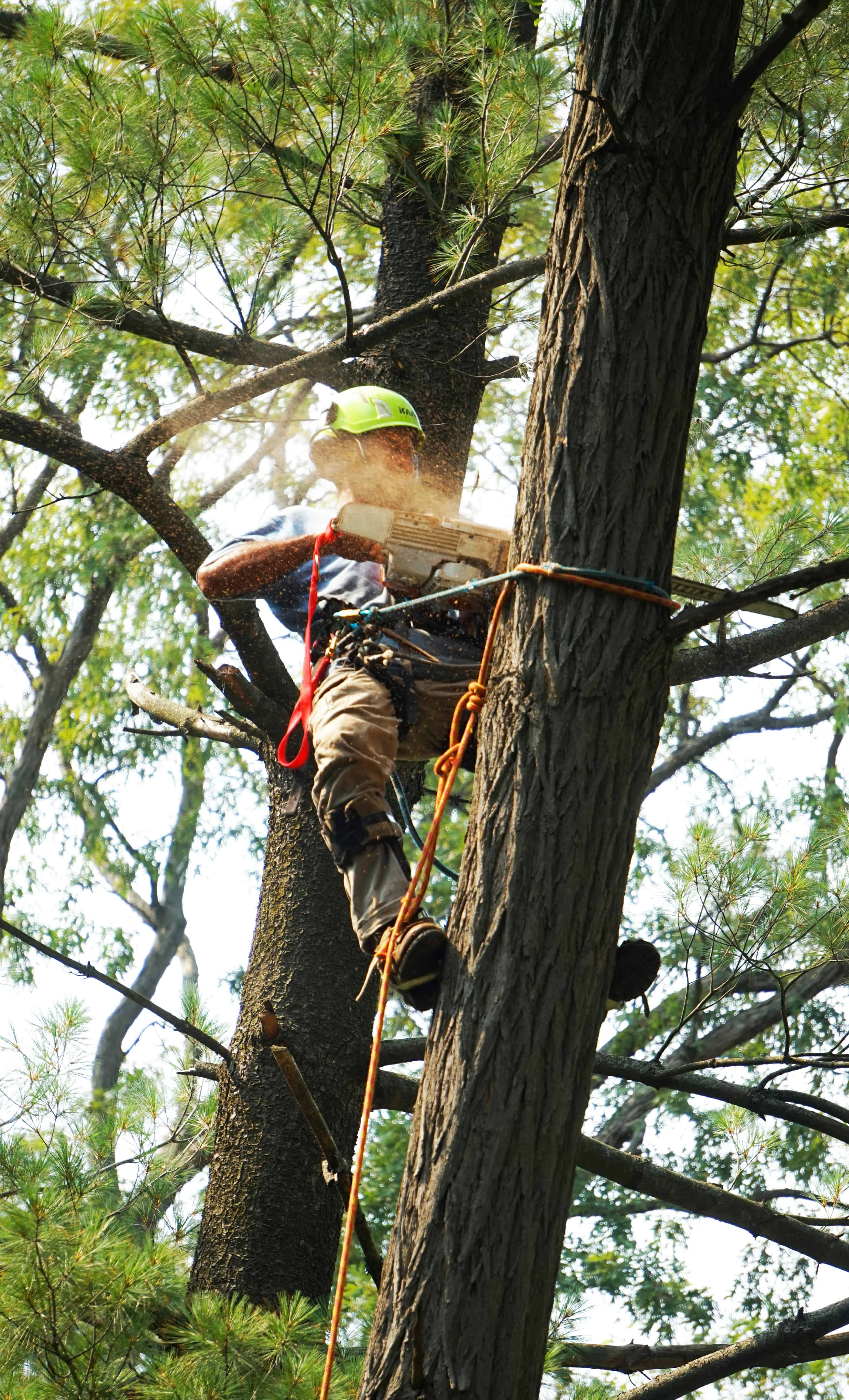 Worker Cutting Tree