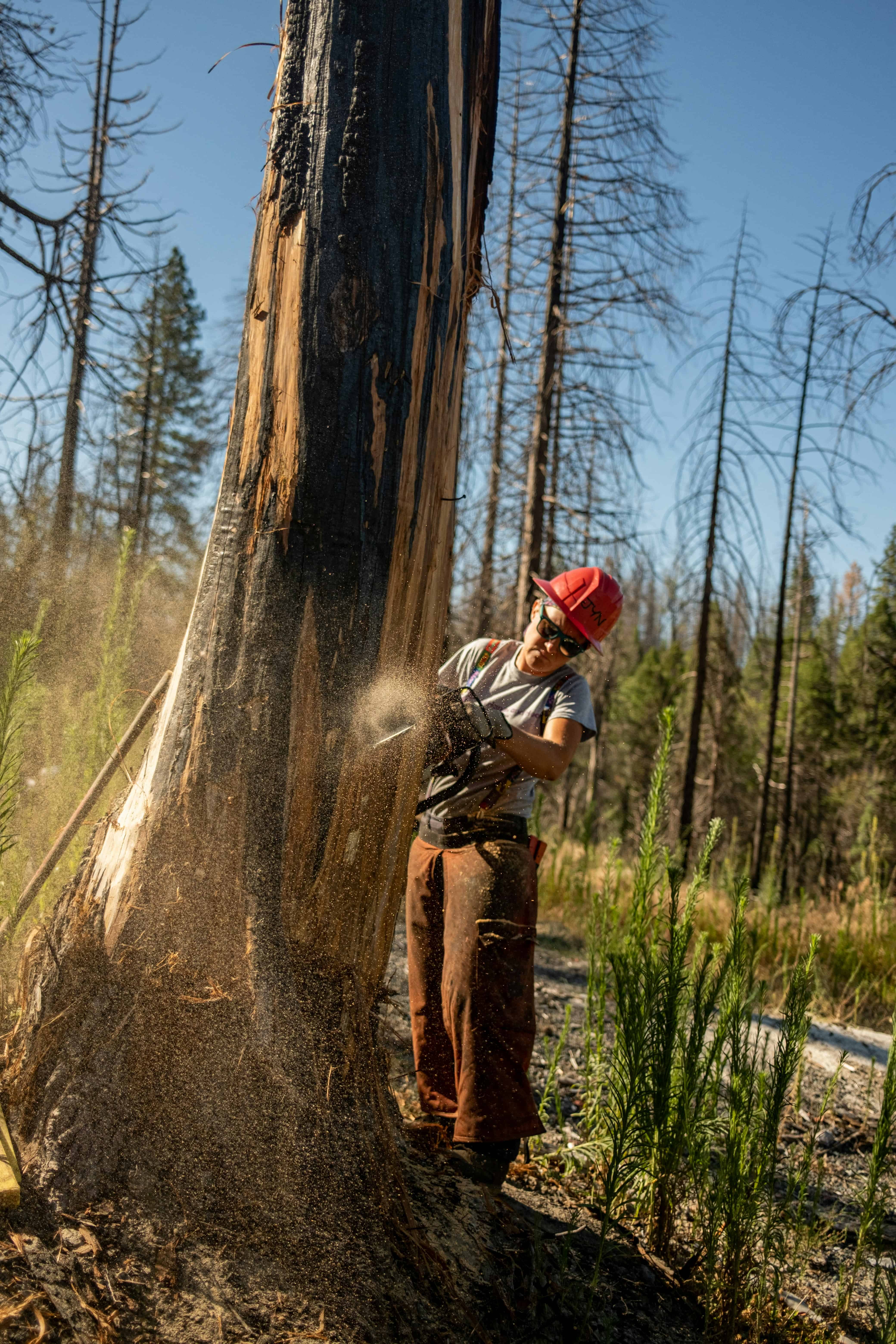 Worker Cutting Tree