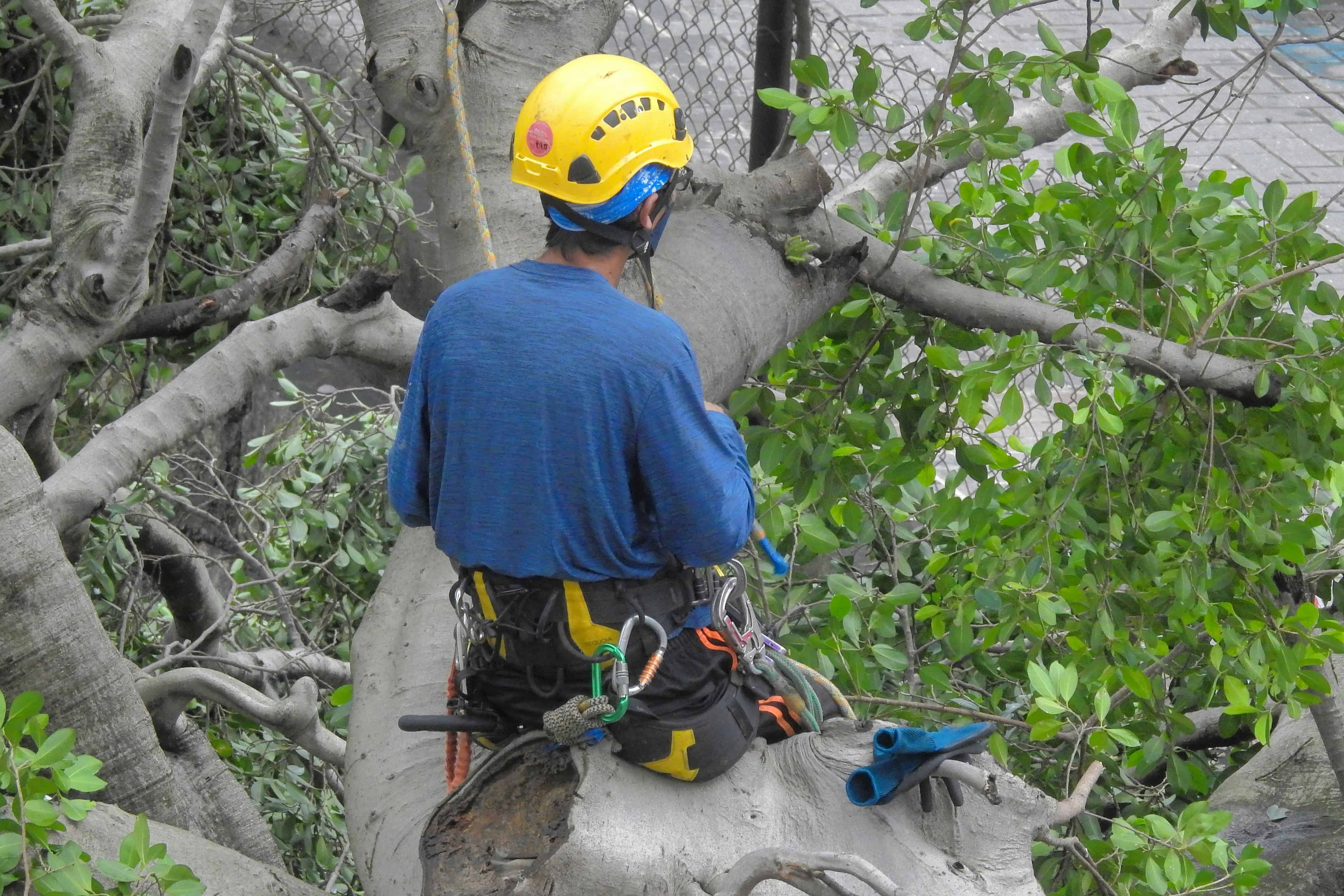 Worker in a Tree