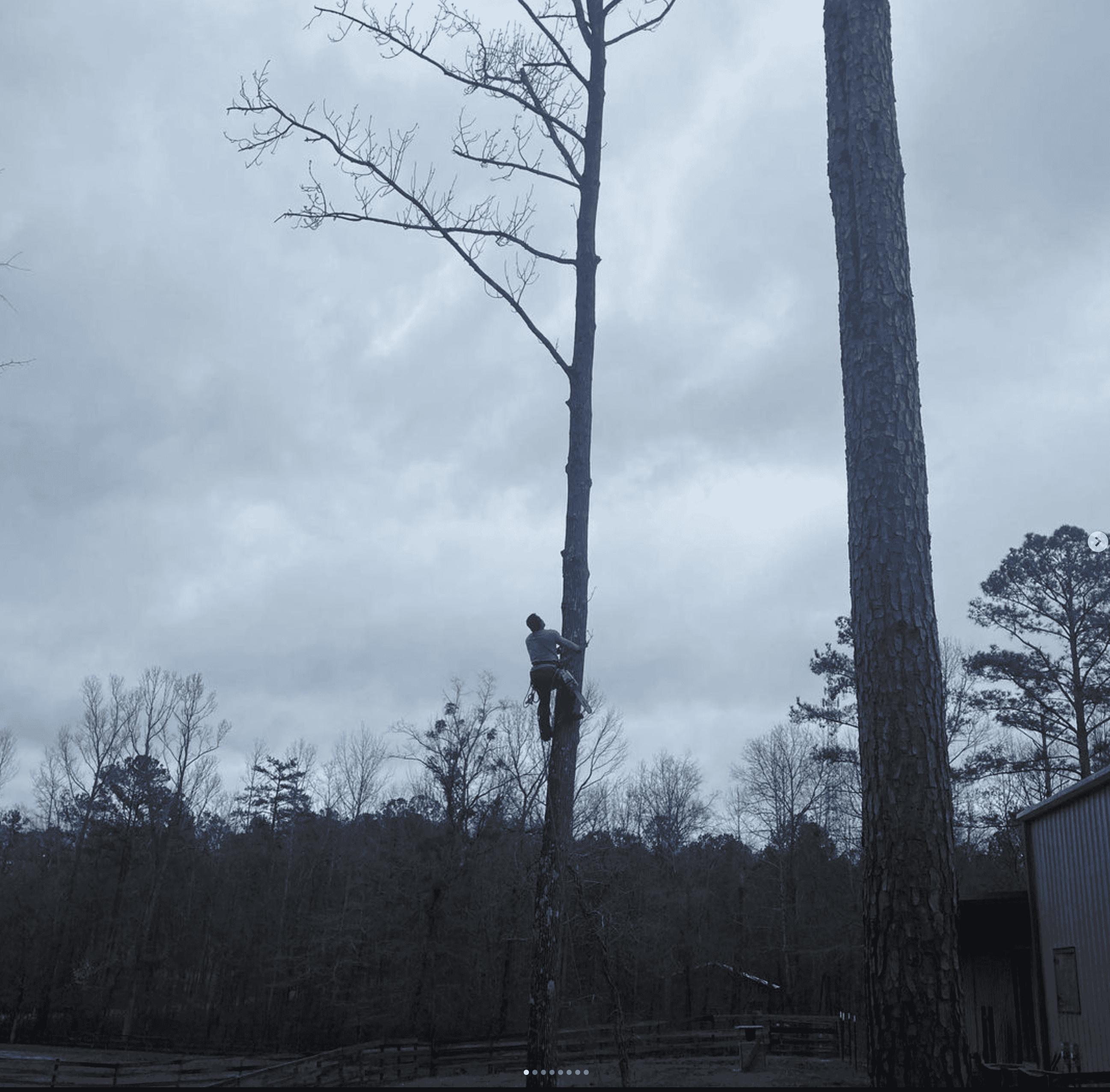 Kindom Tree Cuts Worker Climbing Tree